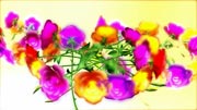 Video Background HD Flower 3 Studio 1 Productions