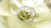  High Definition Video Background of Flowers Studio 1 Productions